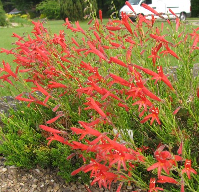 Penstemon pinifolius 'Wisley Flame' 